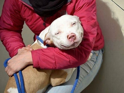 'Bark for Life' bring hulde aan honde